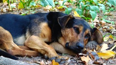 Uman, Ukrayna 'daki Sofievsky parkındaki çimlerde dinlenen evsiz köpek.