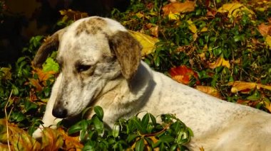 Uman, Ukrayna 'daki Sofievsky parkındaki çimlerde dinlenen evsiz köpek.
