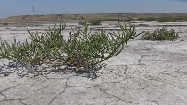 Salicornia Europaea Een Eenjarige Halofytische Dicot Die Groeit Verschillende Zones — Stockvideo