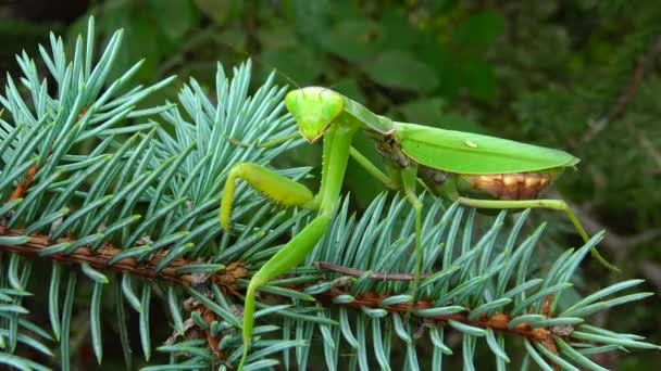 Vrouw Europese Bidsprinkhaan Mantis Religiosa Wacht Zijn Prooi Een Bloem — Stockvideo