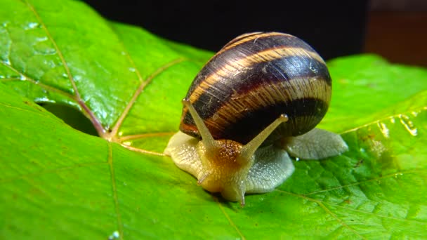 Helix Pomatia Běžná Jména Římského Šneka Burgundského Šneka Jedlého Šneka — Stock video