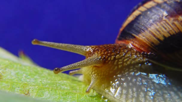 俗称罗马蜗牛 勃艮第蜗牛 可食蜗牛或埃斯卡里特 蜗牛慢慢地爬到树叶上 乌克兰的Fauna — 图库视频影像