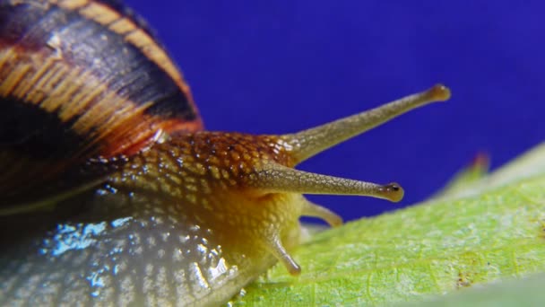 Helix Pomatia Nombres Comunes Caracol Romano Caracol Borgoña Caracol Comestible — Vídeos de Stock