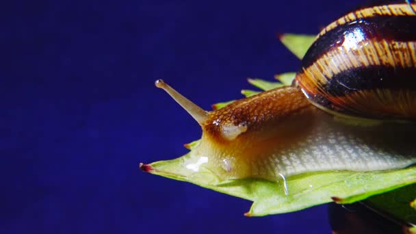 Helix Pomatia Běžná Jména Římského Šneka Burgundského Šneka Jedlého Šneka — Stock video