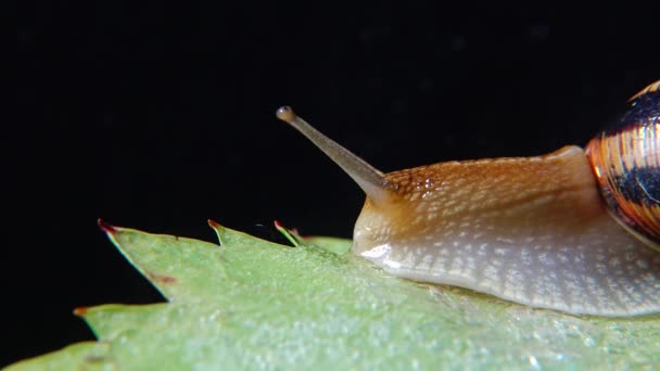 Helix Pomatia Загальновідомі Назви Римський Равлик Бургундський Равлик Їстівний Равлик — стокове відео