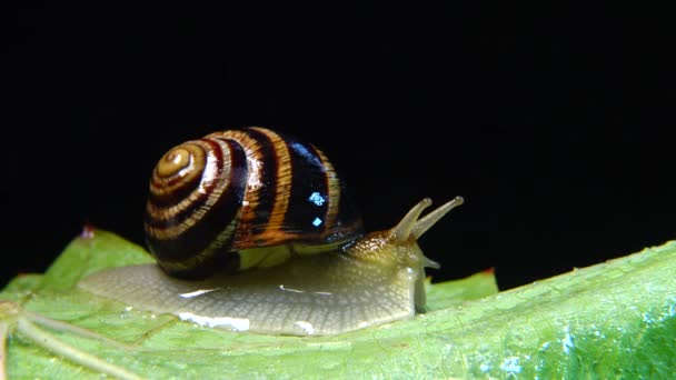 Helix Pomatia Распространённые Названия Римская Улитка Бургундская Улитка Съедобная Улитка — стоковое видео