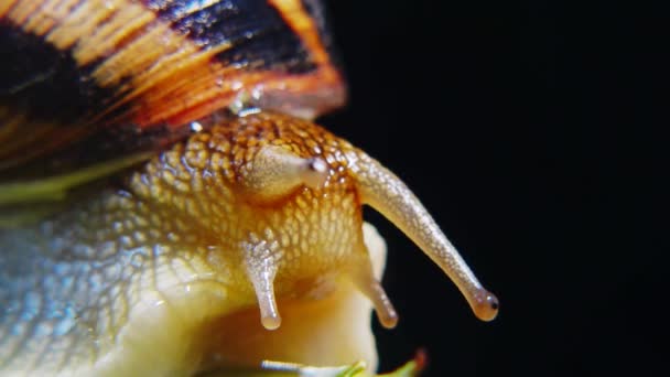 俗称罗马蜗牛 勃艮第蜗牛 可食蜗牛或埃斯卡里特 蜗牛慢慢地爬到树叶上 乌克兰的Fauna — 图库视频影像
