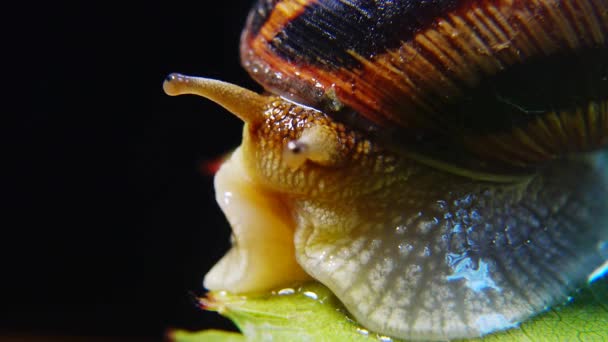 Helix Pomatia Nomes Comuns Caracol Romano Caracol Borgonha Caracol Comestível — Vídeo de Stock