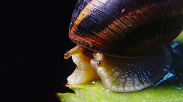 Helix Pomatia Nombres Comunes Caracol Romano Caracol Borgoña Caracol Comestible — Vídeos de Stock