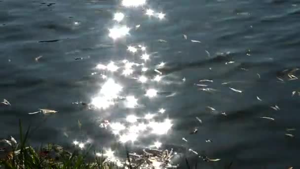 Sonneneinstrahlung Auf Dem Wasser Spiegelung Der Sonne Seewasser — Stockvideo