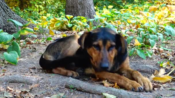 Uman Ukrayna Daki Sofievsky Parkındaki Çimlerde Dinlenen Evsiz Köpek — Stok video