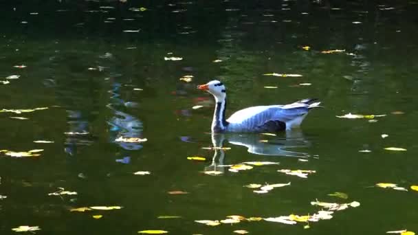 Duck Swims Yellow Leaves Fallen Water — Stock Video