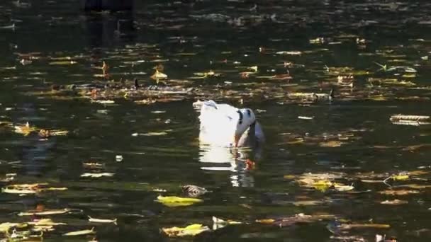 Duck Swims Yellow Leaves Fallen Water — Stock Video