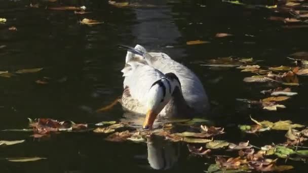 Duck Swims Yellow Leaves Fallen Water — Stock Video