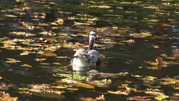 Ente Schwimmt Zwischen Gelben Blättern Die Auf Wasser Gefallen Sind — Stockvideo
