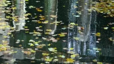 Sonbahar, sarı yapraklar suda sallanıyor, sudaki yansımalar. Sofievsky Parkı, Uman, Ukrayna