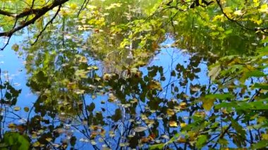 Sonbahar, sarı yapraklar suda sallanıyor, sudaki yansımalar. Sofievsky Parkı, Uman, Ukrayna