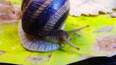 Helix Pomatia, Roma salyangozu, Burgundy salyangozu, yenilebilir salyangoz ya da salyangoz olarak bilinir. Salyangoz yavaşça bir yaprağın üzerinde sürünür. Ukrayna Hayvanı.