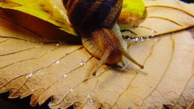 Helix Pomatia, Roma salyangozu, Burgundy salyangozu, yenilebilir salyangoz ya da salyangoz olarak bilinir. Salyangoz yavaşça bir yaprağın üzerinde sürünür. Ukrayna Hayvanı.