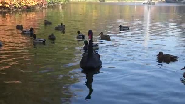 Cigno Nero Nuota Lago Artificiale Sophia Park Uman Ucraina — Video Stock