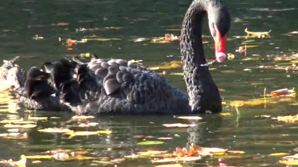 Cygne Noir Nage Dans Lac Artificiel Sophia Park Uman Ukraine — Video