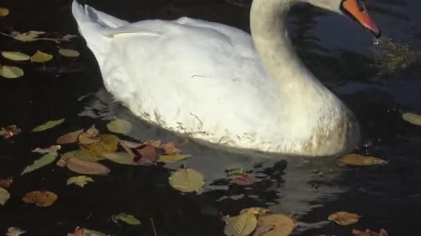Λευκός Κύκνος Κολυμπάει Λίμνη Ανάμεσα Κίτρινα Φύλλα Στο Νερό — Αρχείο Βίντεο