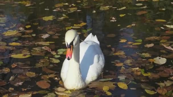 水の上の黄色の葉の間の湖で白い白鳥の泳ぐ — ストック動画
