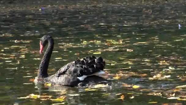 ウクライナ ウマンのソフィア パークにある人工湖で泳ぐ黒鳥 — ストック動画