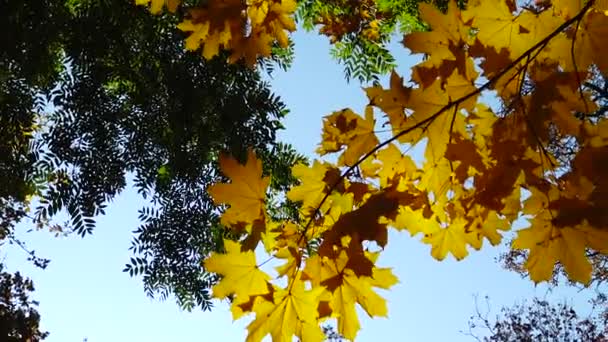 黄色のカエデは木の上に残し ソフィア公園 ウマン ウクライナの葉の秋 — ストック動画