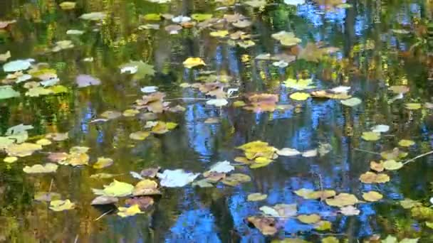 Herbst Gelbe Blätter Wiegen Sich Auf Dem Wasser Spiegelungen Wasser — Stockvideo