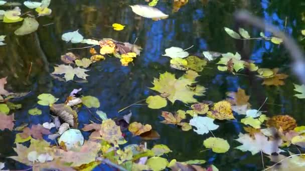 Herbst Gelbe Blätter Wiegen Sich Auf Dem Wasser Spiegelungen Wasser — Stockvideo