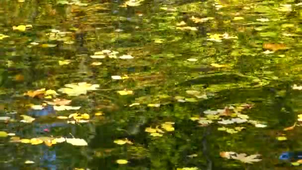 Herbst Gelbe Blätter Wiegen Sich Auf Dem Wasser Spiegelungen Wasser — Stockvideo