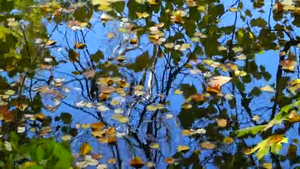 Hösten Gula Blad Svajar Vattnet Reflektioner Vattnet Sofievsky Park Uman — Stockvideo