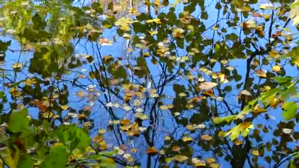 Otoño Hojas Amarillas Balancean Sobre Agua Reflejos Agua Sofievsky Park — Vídeos de Stock