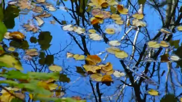 Otoño Hojas Amarillas Balancean Sobre Agua Reflejos Agua Sofievsky Park — Vídeo de stock