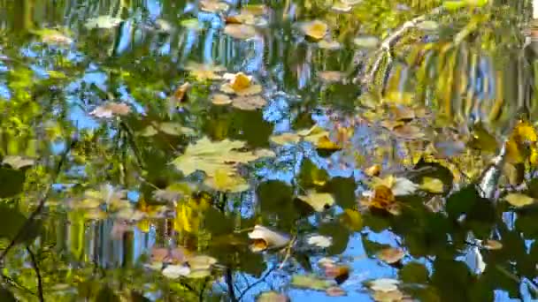 Otoño Hojas Amarillas Balancean Sobre Agua Reflejos Agua Sofievsky Park — Vídeo de stock