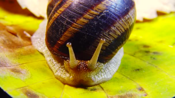 Helix Pomatia Nombres Comunes Caracol Romano Caracol Borgoña Caracol Comestible — Vídeos de Stock