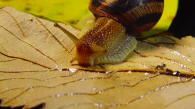 Helix Pomatia, Roma salyangozu, Burgundy salyangozu, yenilebilir salyangoz ya da salyangoz olarak bilinir. Salyangoz yavaşça bir yaprağın üzerinde sürünür. Ukrayna Hayvanı.