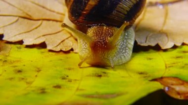 Helix Pomatia, Roma salyangozu, Burgundy salyangozu, yenilebilir salyangoz ya da salyangoz olarak bilinir. Salyangoz yavaşça bir yaprağın üzerinde sürünür. Ukrayna Hayvanı.