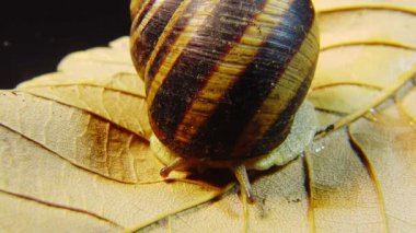 Helix Pomatia, Roma salyangozu, Burgundy salyangozu, yenilebilir salyangoz ya da salyangoz olarak bilinir. Salyangoz yavaşça bir yaprağın üzerinde sürünür. Ukrayna Hayvanı.