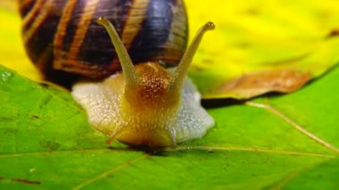 Helix Pomatia, Roma salyangozu, Burgundy salyangozu, yenilebilir salyangoz ya da salyangoz olarak bilinir. Salyangoz yavaşça bir yaprağın üzerinde sürünür. Ukrayna Hayvanı.