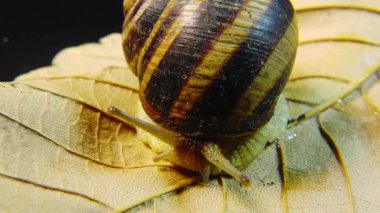 Helix Pomatia, Roma salyangozu, Burgundy salyangozu, yenilebilir salyangoz ya da salyangoz olarak bilinir. Salyangoz yavaşça bir yaprağın üzerinde sürünür. Ukrayna Hayvanı.