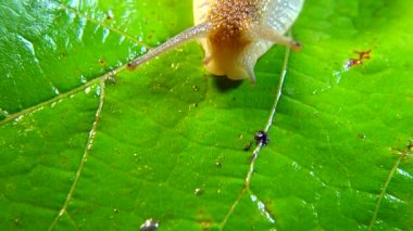 Helix Pomatia, Roma salyangozu, Burgundy salyangozu, yenilebilir salyangoz ya da salyangoz olarak bilinir. Salyangoz yavaşça bir yaprağın üzerinde sürünür. Ukrayna Hayvanı.