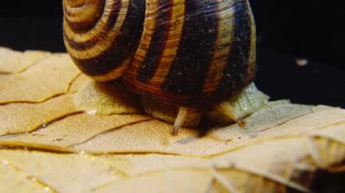 Helix Pomatia, Roma salyangozu, Burgundy salyangozu, yenilebilir salyangoz ya da salyangoz olarak bilinir. Salyangoz yavaşça bir yaprağın üzerinde sürünür. Ukrayna Hayvanı.