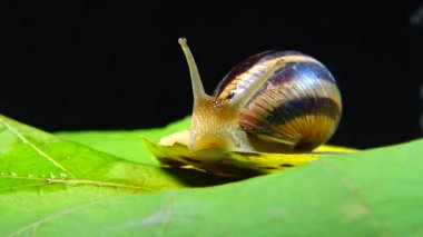 Helix Pomatia, Roma salyangozu, Burgundy salyangozu, yenilebilir salyangoz ya da salyangoz olarak bilinir. Salyangoz yavaşça bir yaprağın üzerinde sürünür. Ukrayna Hayvanı.