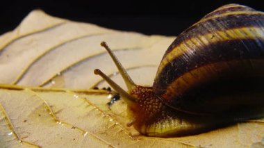 Helix Pomatia, Roma salyangozu, Burgundy salyangozu, yenilebilir salyangoz ya da salyangoz olarak bilinir. Salyangoz yavaşça bir yaprağın üzerinde sürünür. Ukrayna Hayvanı.
