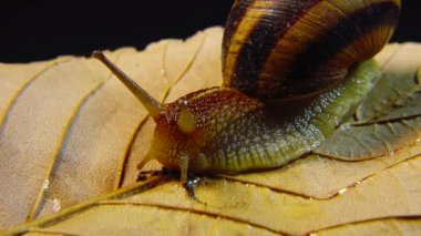 Helix Pomatia, Roma salyangozu, Burgundy salyangozu, yenilebilir salyangoz ya da salyangoz olarak bilinir. Salyangoz yavaşça bir yaprağın üzerinde sürünür. Ukrayna Hayvanı.
