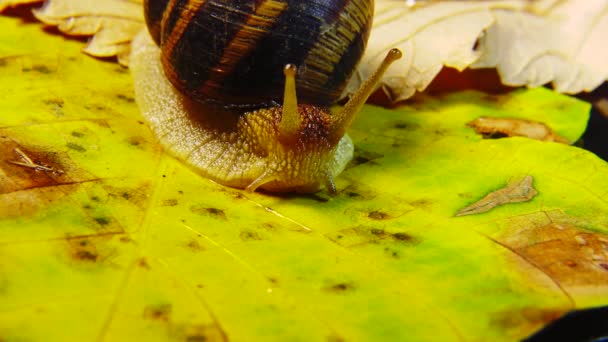 Helix Pomatia Загальновідомі Назви Римський Равлик Бургундський Равлик Їстівний Равлик — стокове відео