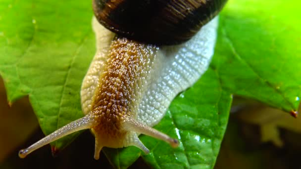 Helix Pomatia Загальновідомі Назви Римський Равлик Бургундський Равлик Їстівний Равлик — стокове відео