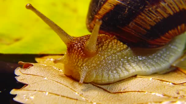 Helix Pomatia Powszechnie Nazywane Rzymskim Ślimakiem Burgundzkim Ślimakiem Jadalnym Ślimakiem — Wideo stockowe